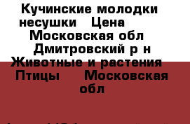 Кучинские молодки -несушки › Цена ­ 450 - Московская обл., Дмитровский р-н Животные и растения » Птицы   . Московская обл.